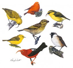 llustrated is a juvenile Laysan finch (center), and clockwise from the top: Hawaii akepa, Maui parrotbill, poouli, iiwi, Maui alauahio, and akiapolaau. Artwork © H. Douglas Pratt.