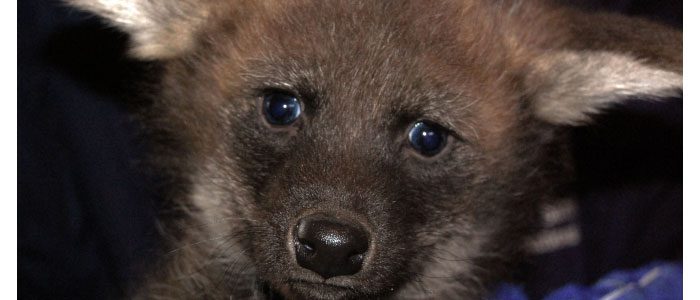 Putting the ow! in howl: Maned wolf pups get their vaccinations