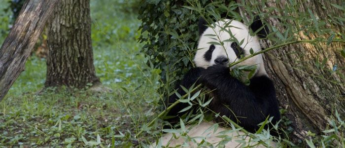 Climate change is a major threat to giant pandas