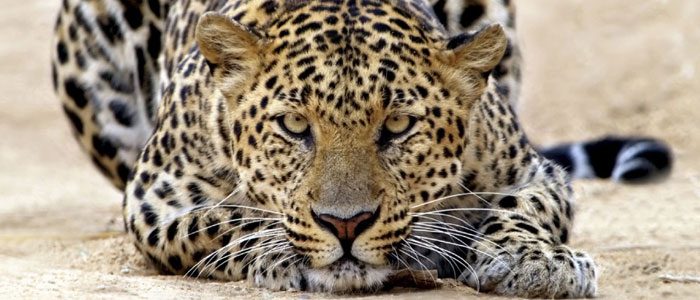 Cat scat stats: Long-distance DNA sampling