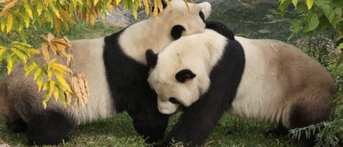 Panda breeding season begins early at the National Zoo