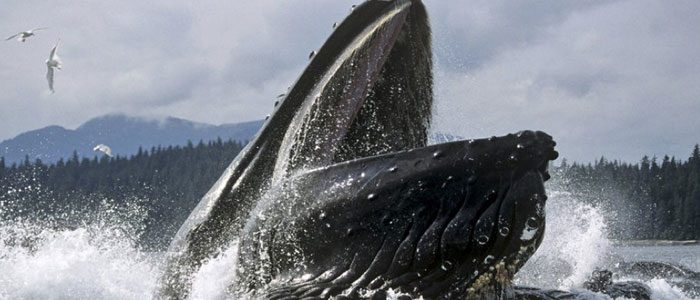 Entirely new sensory organ discovered in whales