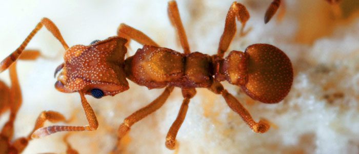 Fungal fidelity: Some ants have been eating the same meal for 5 million years!