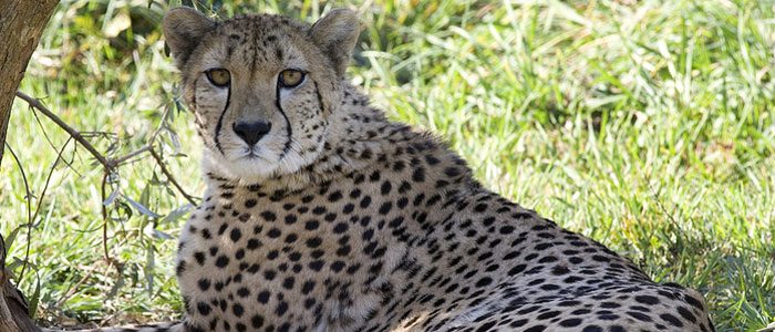 Cheetah cubs survive high-risk birth