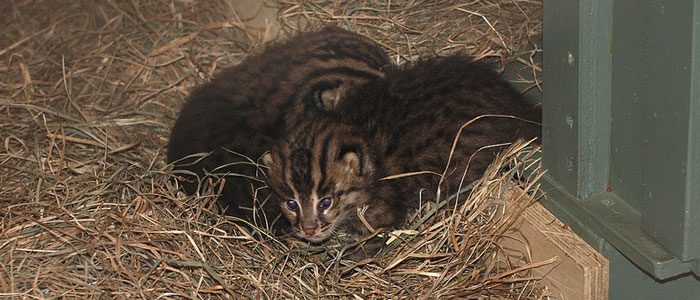 Fishing cats born at the Zoo for the first time