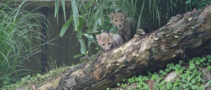 Cheetah cubs make their debut at the Zoo