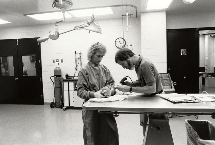 Zoo keeper Sara Hallager (left) assists associate veterinarian Lyndsay Phillips in a worming procedure on an infant red panda, as featured in the Torch, October 1988.