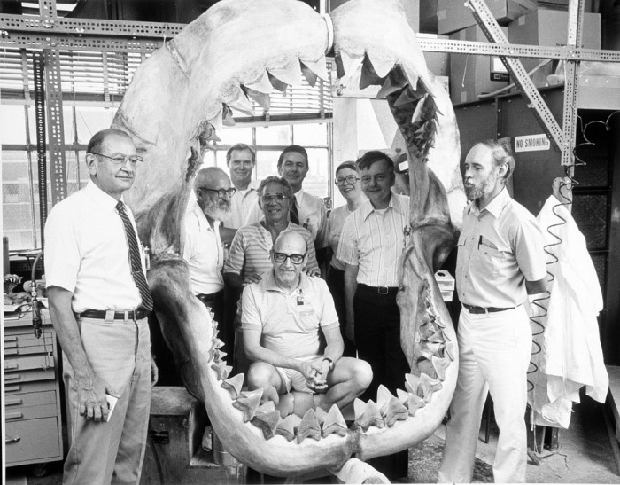 A fiberglass reconstruction of the jaws of an extinct 40-foot long shark, bearing one row of real fossil teeth in the front and several rows of plastic replica teeth behind, for the exhibition "Fossils: The History of Life." Pictured (in front) is Walter Houck, Exhibits Central Graphics Production Lab; (left to right) Clayton Ray, paleontologist; Walter Sorrell and Mike Freillo, GPL, Ian MacIntyre, Deb Bennet and Robert Purdy, paleontolgists. (Photo by Chip Clark, as featured in the Torch, October 1985)