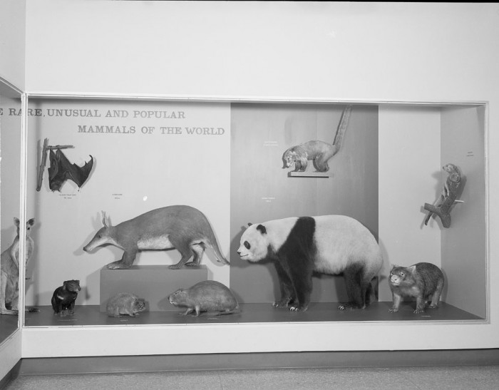 Exhibit case displays rare, unusual and popular mammals of the world such as the giant panda, aardvark; kangaroo and giant fruit bat.