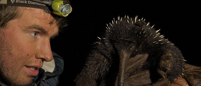 Long-beaked echidna may not be a thing of the past