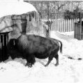 National Zoo animal keeper Morna Holden greets a bison as she puts out food for a sandhill crane. (Photo by Jessie Cohen, as featured in the Torch, March 1987)