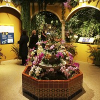 Orchids of Latin America