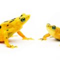 Two yellow and black-spotted frogs