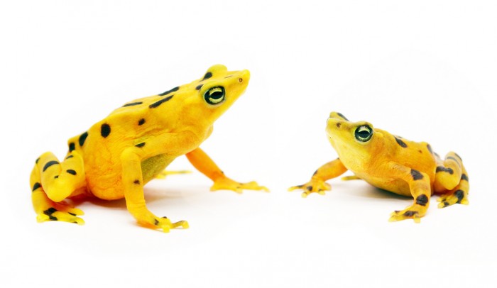 The striking Panamanian golden frog (Photo by Brian Gratwicke, Smithsonian Conservation Biology Institute)