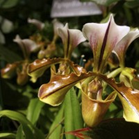 Paphiopedilum-x-affine