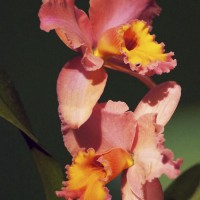 Rhyncholaeiocattleya-'Danny Adams'