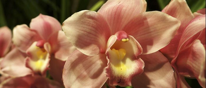 Seriously amazing: The Orchids of Latin America