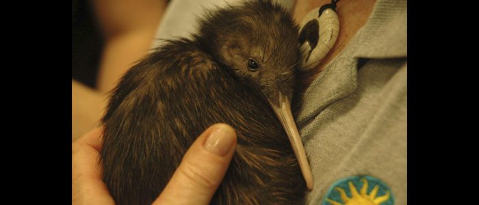 New Zealand honors kiwi keeper Kathy Brader