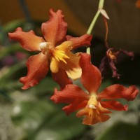 Oncidium-hybrid