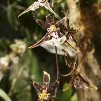 Oncidium2