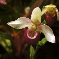 Paphiopedilum-'Cardinale'