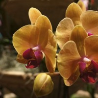 Phalaenopsis-hybrid