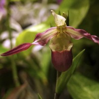 Phragmipedium-'Cardinale'