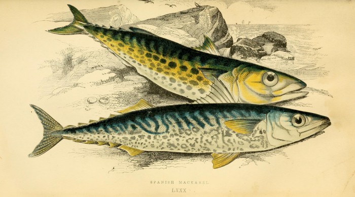 Spanish Mackerel