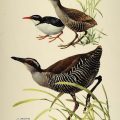 Wake Island Rail (Gallirallus wakensis) by J. Fenwic Lansdowne