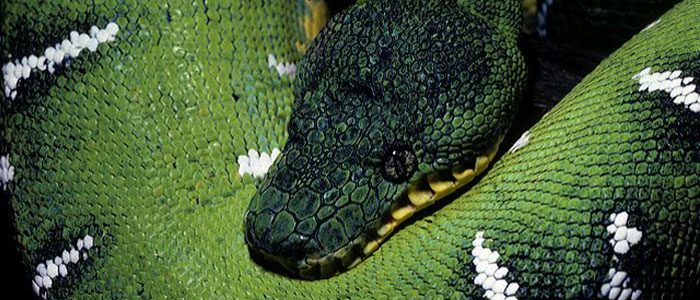 Note to St. Patrick: Leave the snakes alone, please!