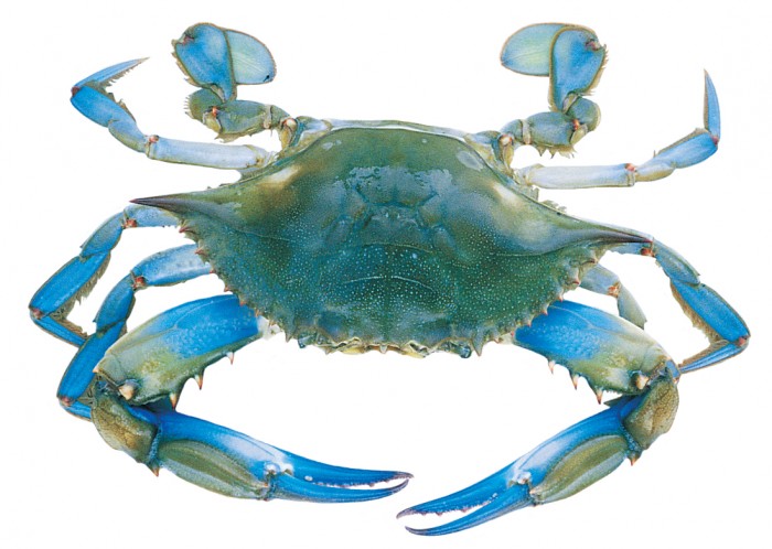 Blue_crab (1)