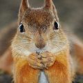 Squirrel facing camera