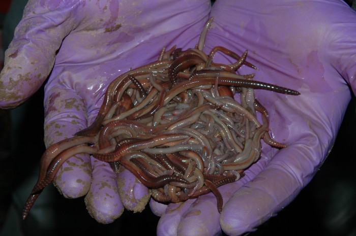 New research may have opened up a can--um-- handful of worms.