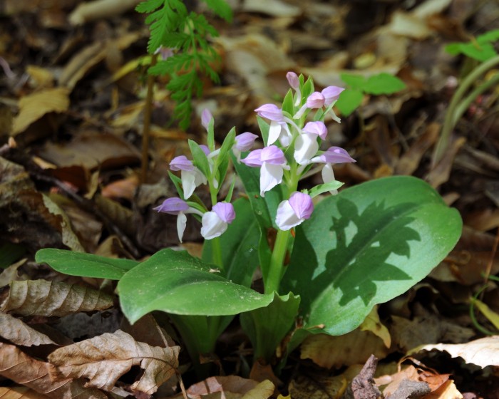 Galearis spectabilis, the "showy orchid" (Photo courtesy of Melissa McCormick) 