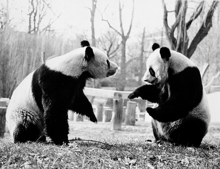 Ling-Ling (left) and Hsing-Hsing, the National Zoological Park's Giant Pandas, play together in their outside enclosure. 