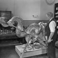 EDgar laybourne with model of reticulated python in the 1960s