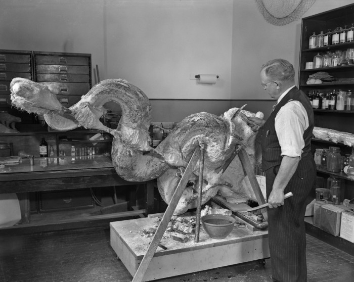 EDgar laybourne with model of reticulated python in the 1960s