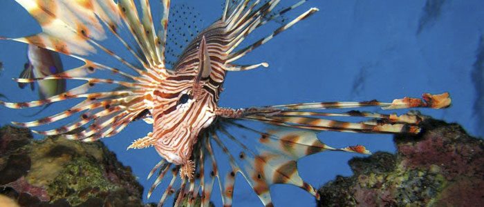 Invasive, voracious and venomous–is the lionfish becoming the king of the Atlantic?