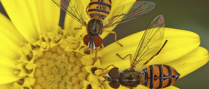 Puttin’ on the Blitz—the BioBlitz
