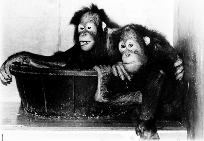 Today in Smithsonian History: April 21, 1981