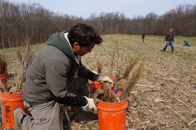 Smithsonian ecologist John Parker examines just a few of the 24,000 tree saplings that will one day turn this Maryland cornfield into a mature forest. During the next 100 years, Smithsonian scientists will examine how varying levels of species diversity affects the forest’s development and how it reacts to climate change. (John Gibbons photo)