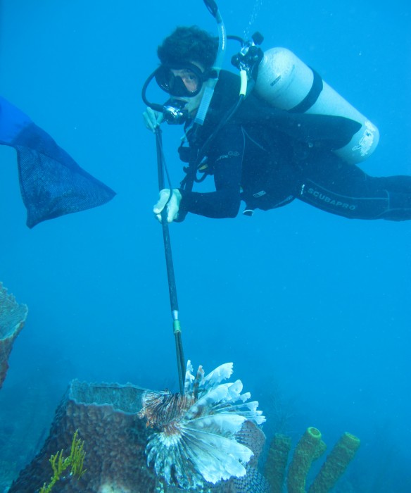 Andrew Sellers captures a large lionfish in Belize to take back to his laboratory for study. (Photo by Edgardo Ochoa, dive officer at the Smithsonian Tropical Research Institute)