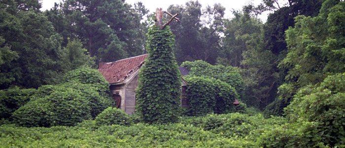 Attack of the killer kudzu!