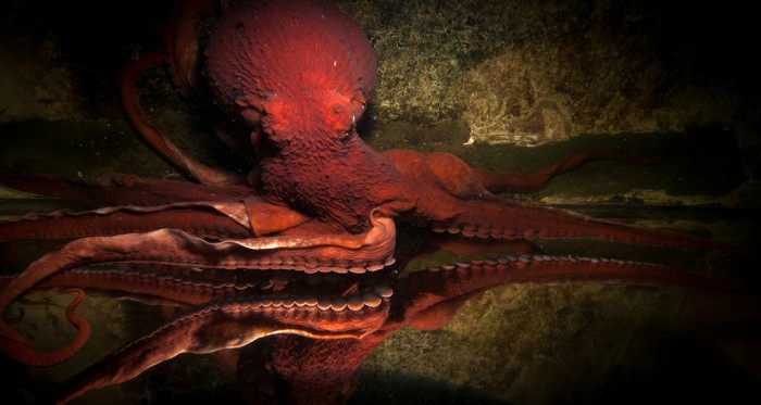 Female Giant Pacific Octopus Pandora