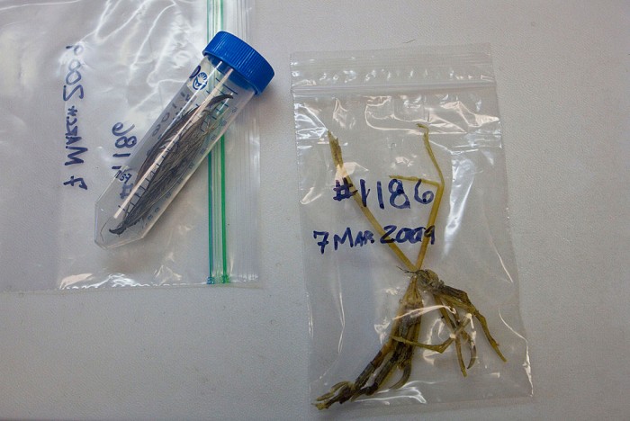These partially digested specimens were cleaned, dried and labeled by the National Park Service in Florida and mailed to Dove's lab. The larger bag contains a python's ID number and is filled with smaller bags labeling each specimen.