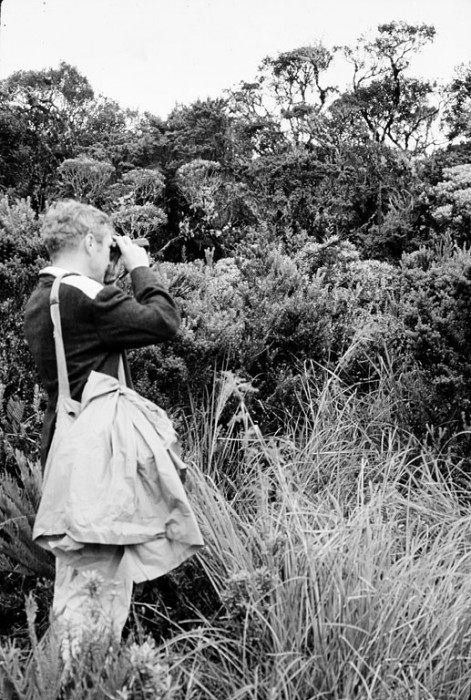 Martin H. Moynihan, conducting field work in the upper woods of Purace Park, Colombia, in June 10, 1969. Moynihan was an ethologist and in 1957 became Resident Naturalist and Director (1959-1973) of a small field station on Barro Colorado Island, Panama, later named the Smithsonian Tropical Research Institute.