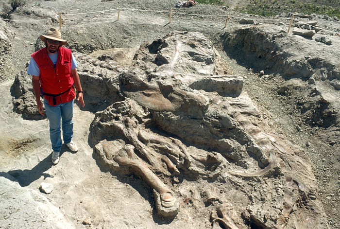 Jack Horner, Curator of Paleontology at Museum of the Rockies, provides scale for Tyrannosaurus rex fossils at excavation site near the Fort Peck Reservoir, Fort Peck, Mont., June 1990. Named for its discoverer, Kathy Wankel, the Wankel T.rex is estimated to have weighed six to seven tons.(Photo courtesy Museum of the Rockies)
