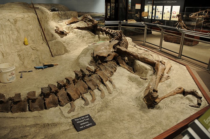 The Wankel T.rex is prepared for exhibit in its original “death pose” at Montana State University’s Museum of the Rockies, Bozeman, Mont., 2005. The Wankel T.rex died in a riverbed more than 65 million years ago and was discovered by Kathy Wankel, a Montana rancher, near the Fort Peck Reservoir in Eastern Montana in 1988. (Photo courtesy Museum of the Rockies)