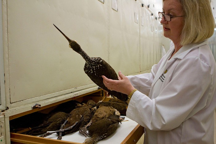 Dove has a good sense of the species she may be looking for. She pulls out a limpkin (a cranelike bird that lives in Florida) from one of the many drawers in the museum's bird collection to compare its feathers with her sample.