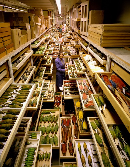 A famous photograph shows Roxy Laybourne and the National Museum of Natural History's vast collection of birds. (Photo by Chip Clark)